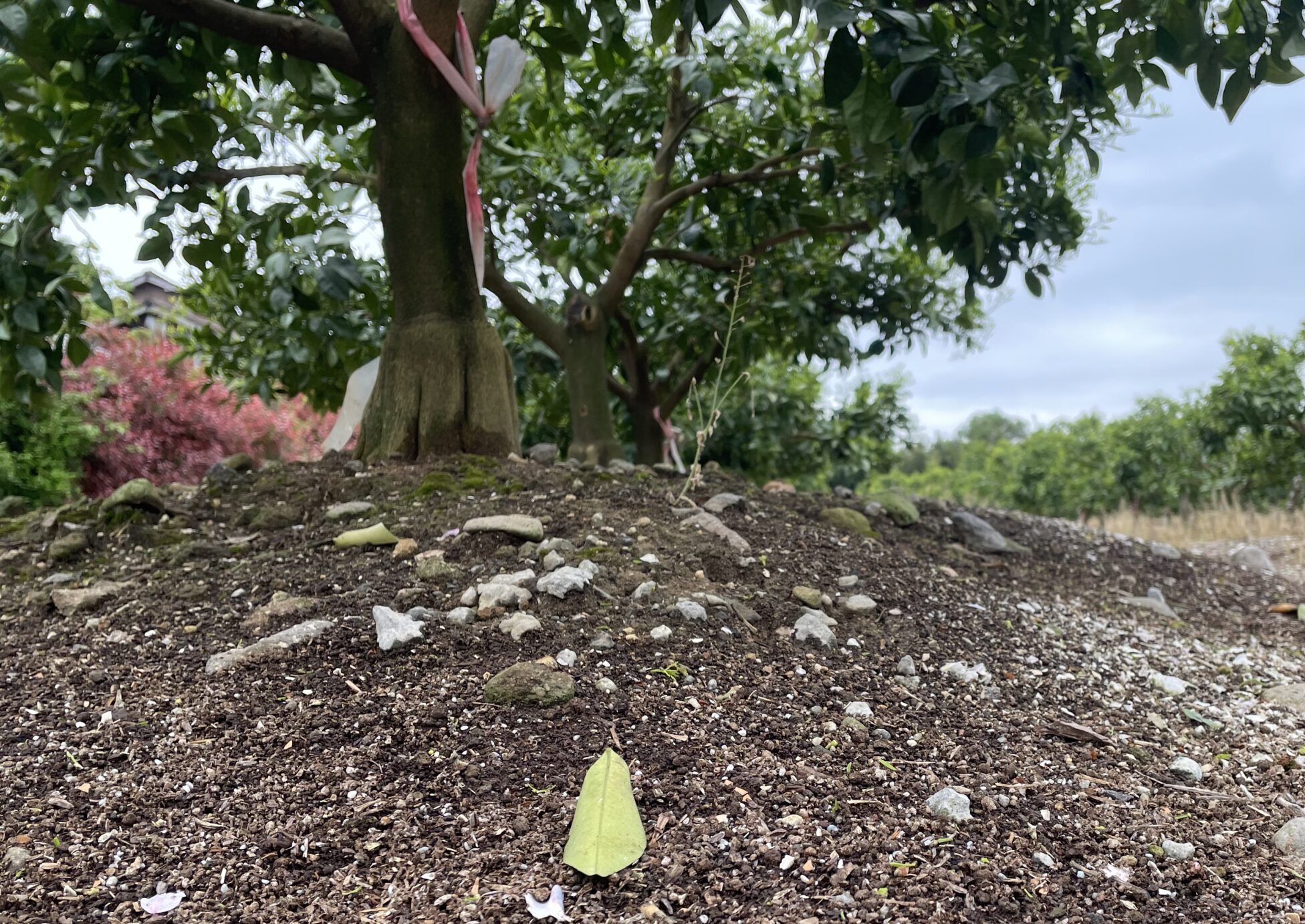 今村農園 畑